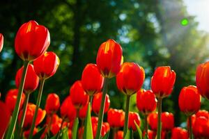 rot Tulpen zündete durch Sonnenlicht auf ein Blume Bett. Landschaftsbau. foto