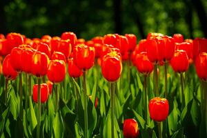 rot Tulpen zündete durch Sonnenlicht auf ein Blume Bett. Landschaftsbau. foto