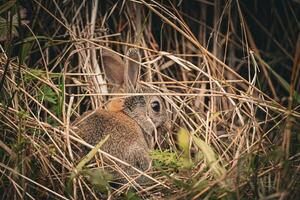 Hase im natürlich Versteck foto