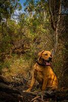 Hund führen das Weg auf Wanderung foto