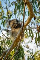 Koala im natürlich Lebensraum foto
