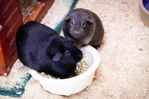 Guinea Schweine Teilen ein Mahlzeit foto