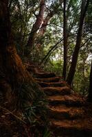 Wald Treppe zu Abgeschiedenheit foto