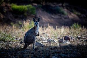 Känguru auf bewachen beim Dämmerung foto