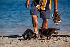 des Mannes Beste freunde beim das Strand foto