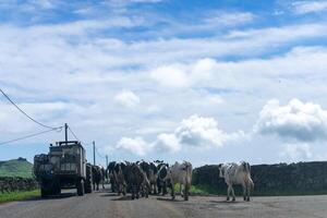 idyllisch Szene von Molkerei Kühe Gehen Nieder ein Straße auf Terceira Insel, Azoren, geführt durch ein Traktor. foto