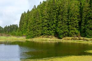 heiter Nadelbaum Wald beim Lagoa tun Neger, Terceira Insel, Azoren. majestätisch Bäume und still Wasser Angebot ein friedlich fliehen. foto