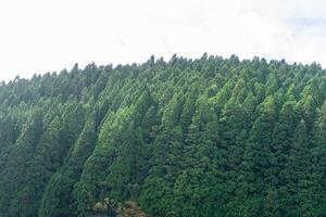 Zeder Wald auf Terceira Insel, Azoren. heiter Schönheit von üppig Grün im das Herz von das atlantisch. foto