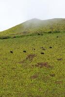 Bullen Weiden lassen auf das Pisten von ein Vulkan auf Terceira Insel, Azoren. ein atemberaubend Mischung von Natur und Landwirtschaft. foto