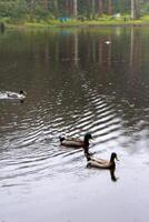 Enten Schwimmen im das malerisch Lagoa das Patas, Terceira Insel, Azoren. ein heiter und natürlich Szene, perfekt zum Tierwelt und Natur Projekte. foto