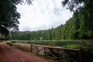 Eingang zu ein Picknick Park auf Terceira Insel, Azoren, umgeben durch typisch Insel Bäume und rot Erde. foto