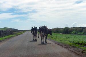 idyllisch Szene von Molkerei Kühe Gehen Nieder ein Straße auf Terceira Insel, Azoren, geführt durch ein Traktor. foto