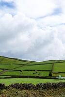 szenisch Landschaft von Terceira Insel, Azoren, mit Weiden lassen Kühe und Wind Turbinen auf rollen Hügel. foto