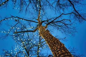 ein Baum dekoriert mit festlich Girlanden Glühbirnen gegen das Hintergrund von das Nacht Himmel. foto