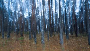 verschwommen Kiefer Herbst neblig Wald. foto