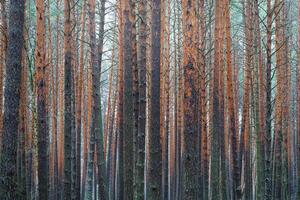 Kiefer Herbst neblig Wald. Reihen von Kiefer Stämme verhüllt im Nebel auf ein wolkig Tag. foto