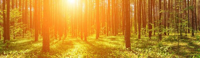 Panorama von ein Sonnenuntergang oder Dämmerung im ein Kiefer Wald mit Lilien von das Senke Blühen auf das Boden. foto