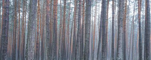 Panorama von Kiefer Herbst neblig Wald. Reihen von Kiefer Stämme verhüllt im Nebel auf ein wolkig Tag. foto