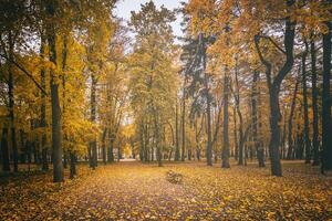 golden Herbst im ein Stadt Park mit Bäume und gefallen Blätter auf ein wolkig Tag. Jahrgang Film ästhetisch. foto