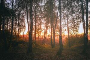 Birke Hain mit golden Blätter im golden Herbst, beleuchtet durch das Sonne beim Sonnenuntergang oder Dämmerung. Ästhetik von Jahrgang Film. foto