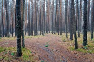 Kiefer Herbst neblig Wald. Reihen von Kiefer Stämme verhüllt im Nebel auf ein wolkig Tag. foto