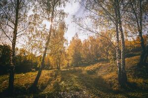 Gelb Blatt fallen im das Birke Hain im golden Herbst auf Sonnenuntergang. Landschaft. Jahrgang Film ästhetisch. foto