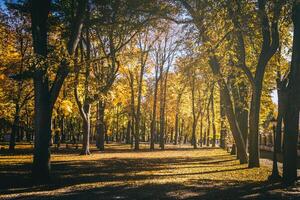 Blatt fallen im das Stadt Park im golden Herbst. Landschaft mit Ahorn und andere Bäume auf ein sonnig Tag. Jahrgang Film ästhetisch. foto