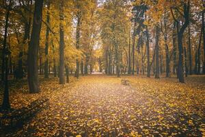 golden Herbst im ein Stadt Park mit Bäume und gefallen Blätter auf ein wolkig Tag. Jahrgang Film ästhetisch. foto