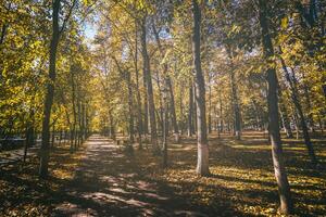 Blatt fallen im das Stadt Park im golden Herbst. Landschaft mit Ahorn und andere Bäume auf ein sonnig Tag. Jahrgang Film ästhetisch. foto