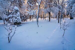 Sonnenuntergang oder Dämmerung im ein Winter Stadt Park mit Bäume bedeckt mit Schnee und Eis. foto