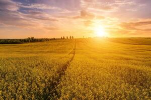 landwirtschaftlich blühen Raps Feld beim Sonnenuntergang oder Sonnenaufgang. foto