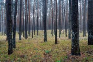 Kiefer Herbst neblig Wald. Reihen von Kiefer Stämme verhüllt im Nebel auf ein wolkig Tag. foto