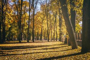 Blatt fallen im das Stadt Park im golden Herbst. Landschaft mit Ahorn und andere Bäume auf ein sonnig Tag. Jahrgang Film ästhetisch. foto