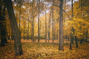 golden Herbst im ein Stadt Park mit Bäume und gefallen Blätter auf ein wolkig Tag. Jahrgang Film ästhetisch. foto