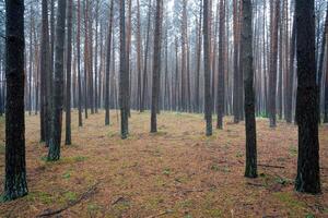 Kiefer Herbst neblig Wald. Reihen von Kiefer Stämme verhüllt im Nebel auf ein wolkig Tag. foto