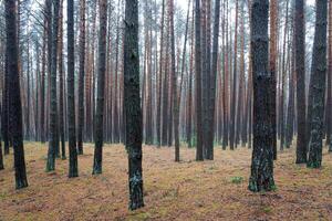 Kiefer Herbst neblig Wald. Reihen von Kiefer Stämme verhüllt im Nebel auf ein wolkig Tag. foto