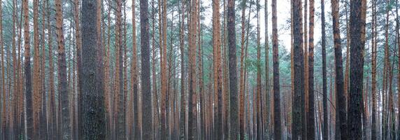 Panorama von Kiefer Herbst neblig Wald. Reihen von Kiefer Stämme verhüllt im Nebel auf ein wolkig Tag. foto