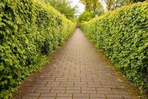 Hainbuche Karpinus Betulus Schnitt zu gestalten foto