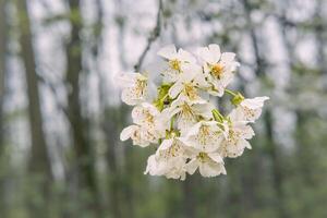 Apfel Blüten im das Wald gegen ein dunkel Hintergrund foto