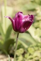 Blume von ein schön rot lila Tulpe foto