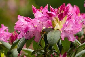 schön Rhododendron im blühen im Frühling foto