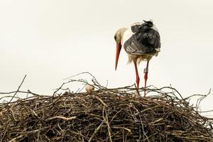 Storch im Nest mit Nachwuchs foto