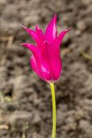 Blume von ein schön rot lila Tulpe foto