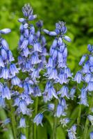 schön Blau blühen Hybrid Glockenblume auf das Wald Fußboden foto