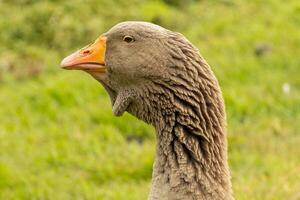 Gans Kopf im Vorderseite von ein Grün Hintergrund foto