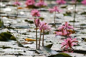 schließen oben Aussicht von Paar von Rosa Seerose im blomm schwebend auf das See foto