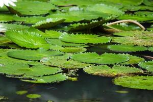 Amazonas Regen Wald Wasser Lilie. Lotus Blätter schweben auf Wasser foto