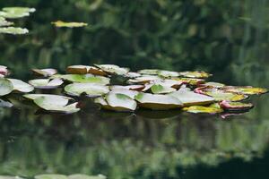 Amazonas Regen Wald Wasser Lilie. Lotus Blätter schweben auf Wasser foto