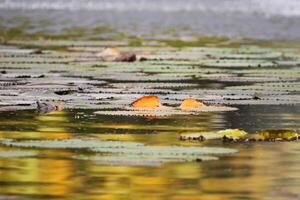 Amazonas Regen Wald Wasser Lilie. Lotus Blätter schweben auf Wasser foto