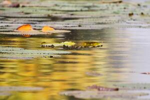 Amazonas Regen Wald Wasser Lilie. Lotus Blätter schweben auf Wasser foto